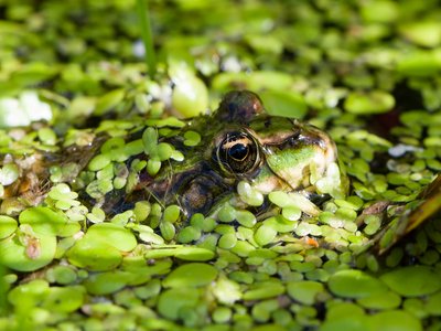 Edible Frog