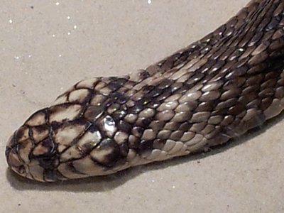 Egyptian Cobra