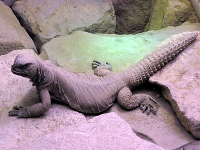 Egyptian Mastigure