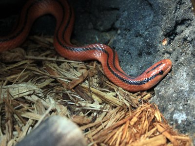 Elaphe Banded Snake