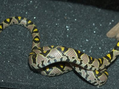 Elaphe Mandarina Snake