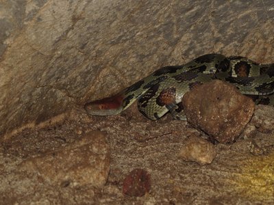 Elaphe moellendorffi