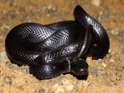 Elaphe persica