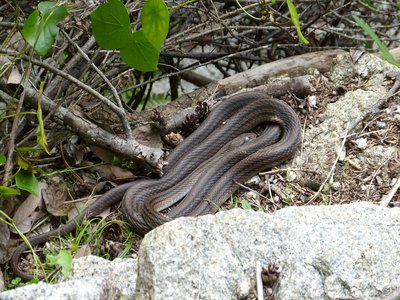 Elaphe quadrivirgata
