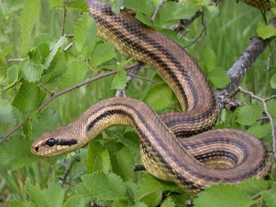 Elaphis Quatuorlineata Snake