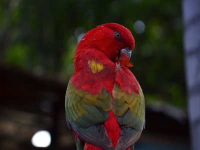 Electus Parrot