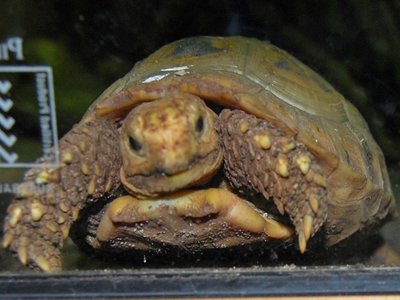 Elongated Tortoise