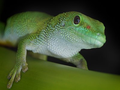 Emerald Glass Lizard