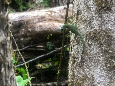 Emerald Tree Anole