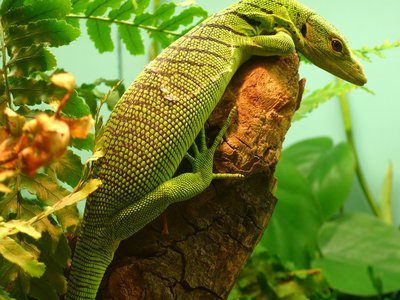 Emerald Tree Monitor