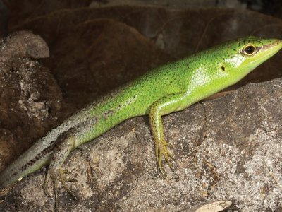 Emerald Tree Skink