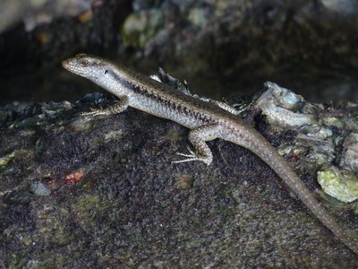 Emoia atrocostata