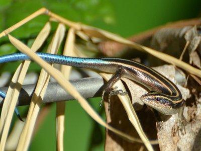 Emoia caeruleocauda