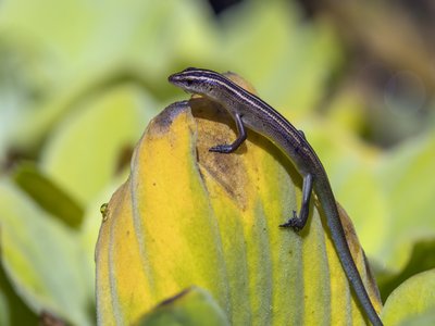 Emoia cyanura