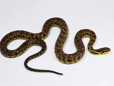 Emperor Snake