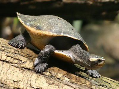 Emydura subglobosa