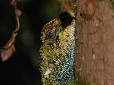Enyalioides cofanorum