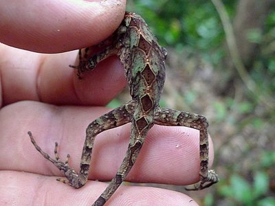 Enyalius catenatus