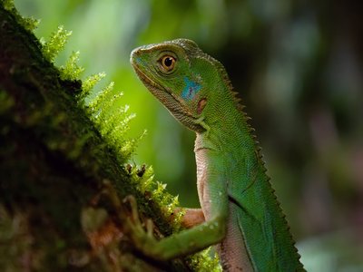 Enyalius iheringii