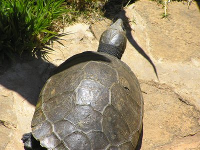 Erymnochelys