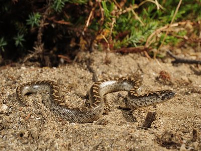 Eryx Snake