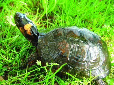 Esa Turtle