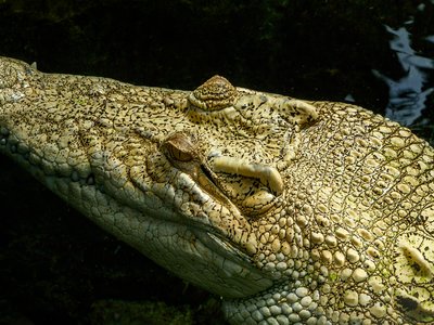 Estuarine Crocodile