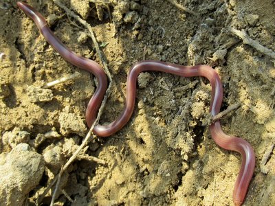 Eurasian Blind Snake