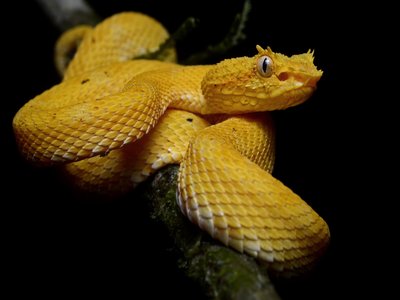 Eyelash Viper