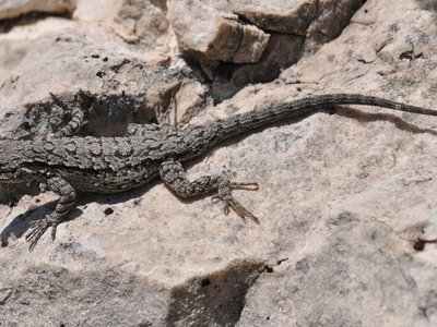 Fence Lizard
