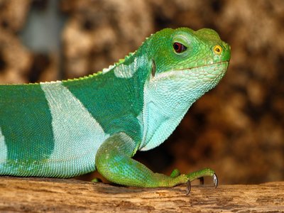 Fiji Banded Iguana