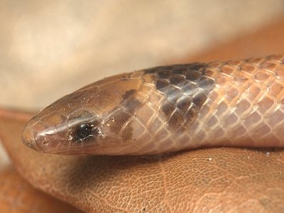 Florida Crowned Snake