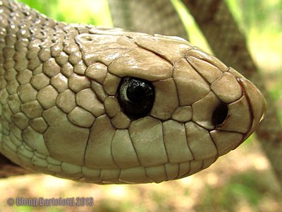 Florida Pine Snake