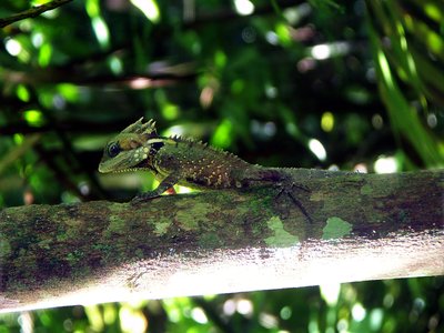 Forest Dragon