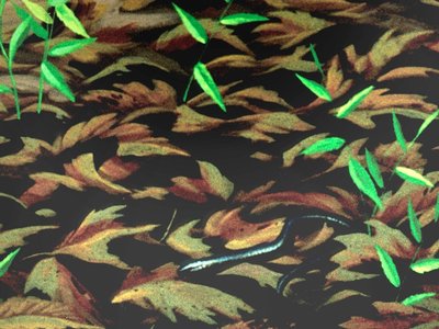 Fossil Worm Lizard