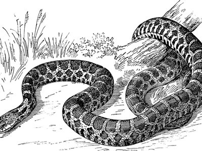 Fox Snake