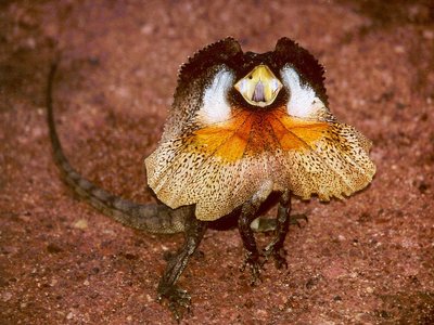 Frilled Neck Lizard