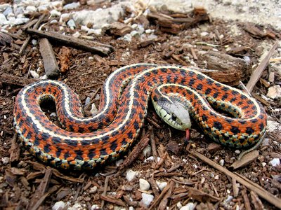 Garter Snake