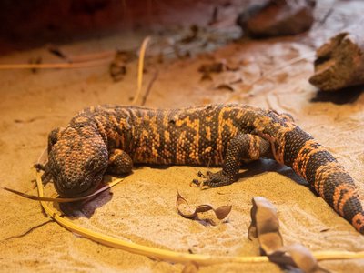 Gila Monster