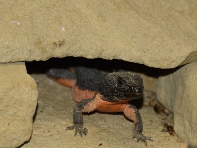 Girdled Lizard