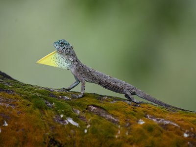 Gliding Lizard