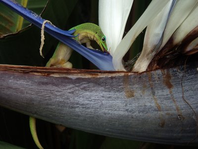 Gold Dust Day Gecko
