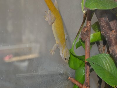 Golden Gecko
