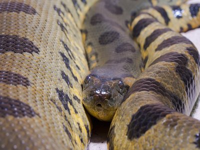 Green Anaconda