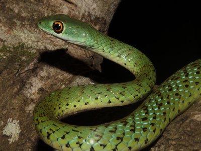 Green Bush Snake