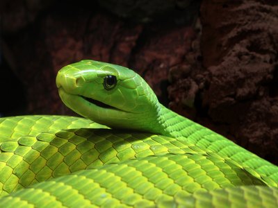 Green Mamba