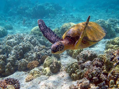 Green Turtle