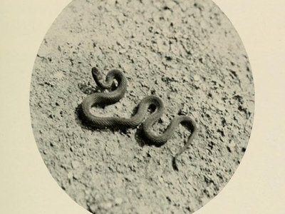 Hazel Snake