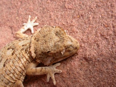 Helmeted Gecko
