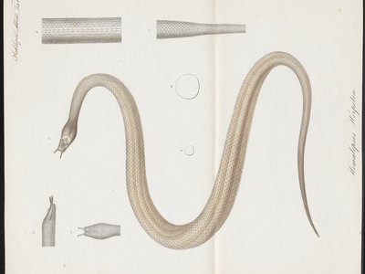 Herpeton